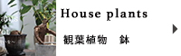 観葉植物　鉢